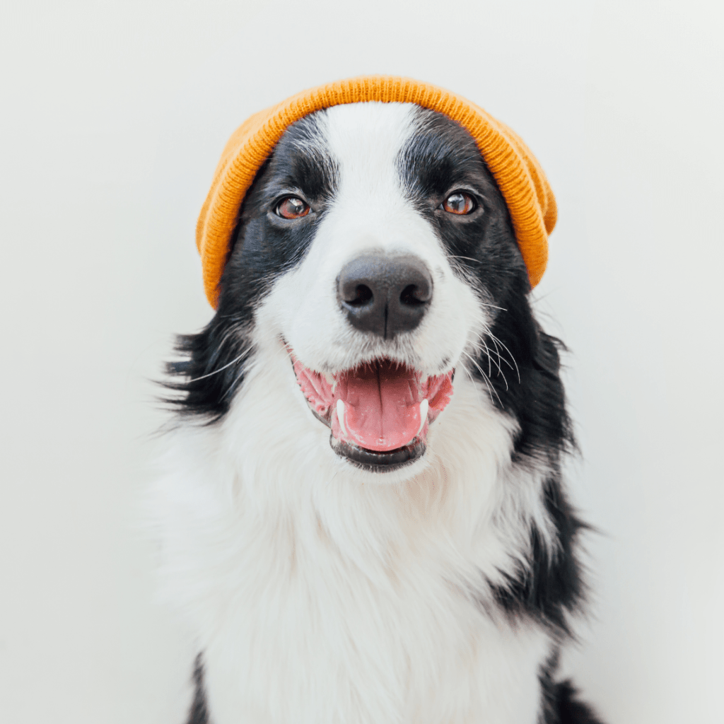 pies w pomaranczowej czapce