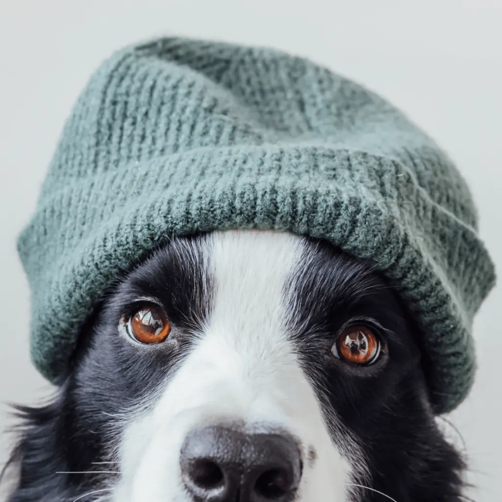 pies w zielonej czapce